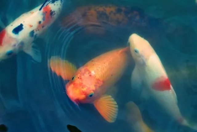 上联：冬至阳生夏至阴生，下联怎么对？