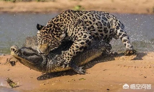 一对一的情况下，藏獒与鬣狗单挑，被称为“非洲二哥”的鬣狗有胜算吗？