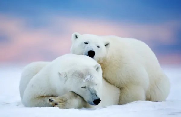 心酸！10头北极熊公然打劫垃圾车，究竟是为何？