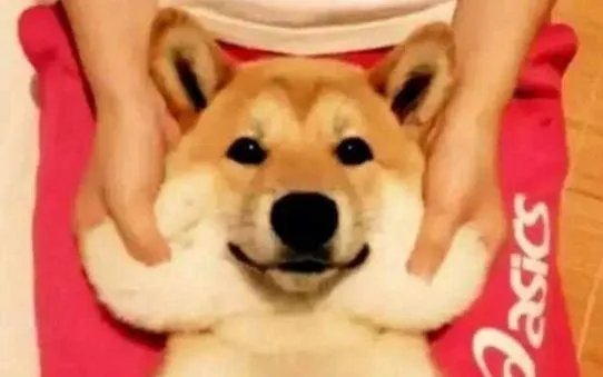 狗狗可以有多粘人？