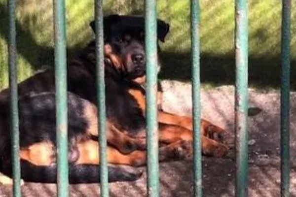 湖北一动物园被爆以狗充狼，为何网友会说“好歹放只二哈”？