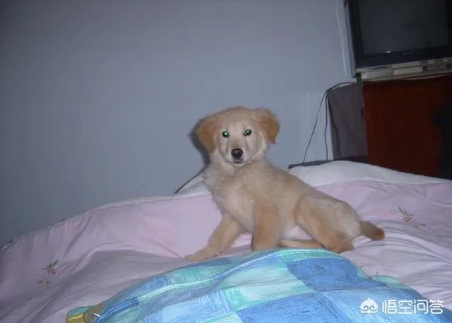 如何把狗狗训练的听你的指令呢？尤其是那种大型的狗？