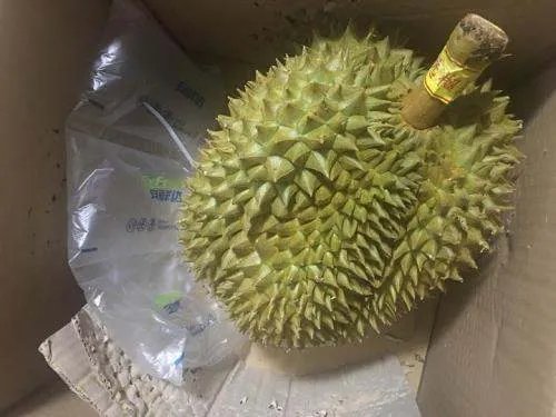 村民食用哄抢榴莲食物中毒是自作自受吗