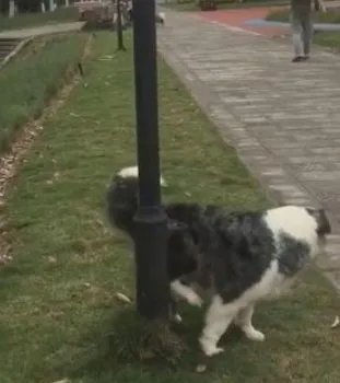 上海一宠物犬小区路灯杆旁撒尿触电死亡，物业该负责吗？