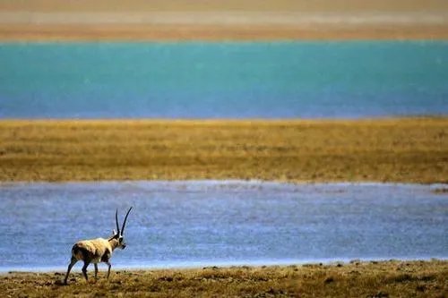 90后小伙网贷1万多去可可西里捡垃圾，他到底是为了啥?