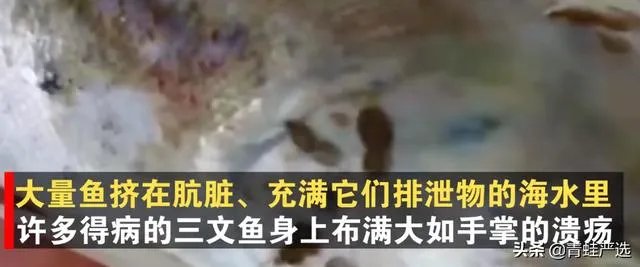 三文鱼因冠状病毒下架了，到底能不能放心吃？吃三文鱼会感染吗？