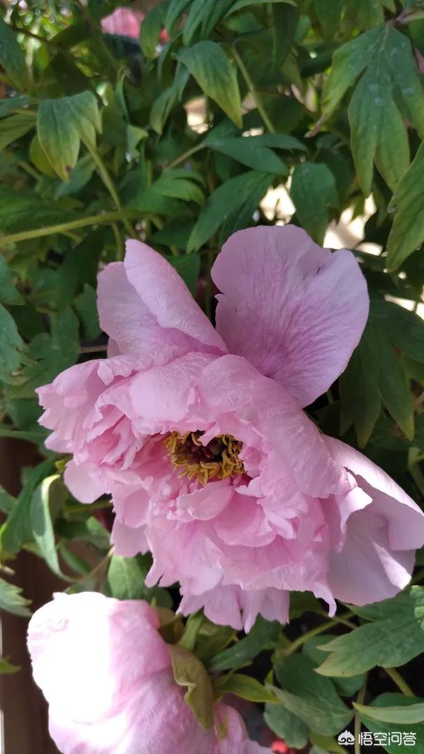 今年高考制度取消三本了吗？