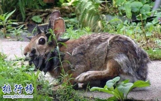 世界上最恐怖兔子：肿瘤兔(脸上长满黑色肿瘤)