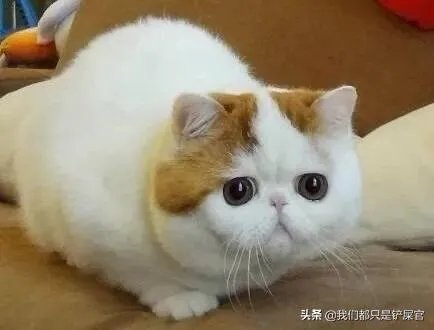 第一次养猫,是加菲猫,还是幼猫,请问有什么注意事项吗,详细一点,还是学生东西尽量平价一点谢谢啦?