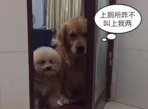 狗狗可以有多粘人？