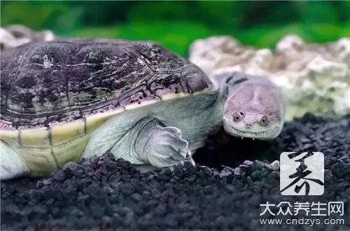 皮蛋不能和什么一起吃，饮食禁忌早知道