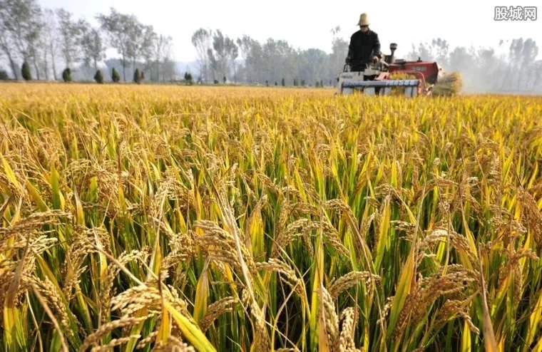 农业部提醒不要盲目跟风囤粮 国内粮价稳中有涨