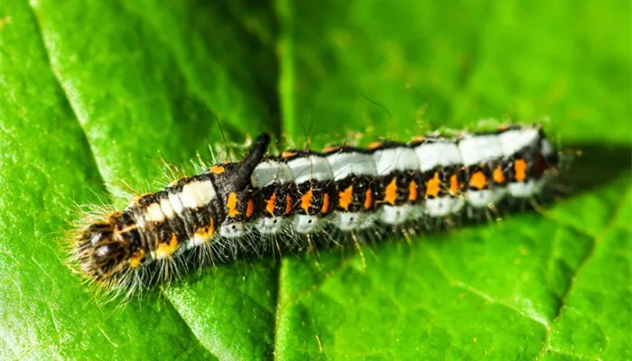 世界上最毒的虫子有哪些 世界上最毒的虫子是什么