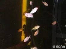 法国探险家被广西“洞穴珍惜水生物”惊呆，这种生物是什么来头？