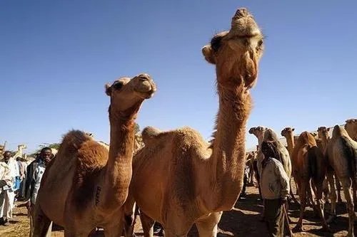 索马里兰建国30年，为何却得不到联合国承认？