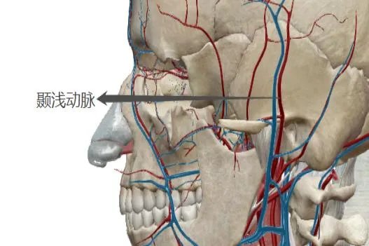 颞浅动脉位置的图示