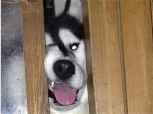 狗狗可以有多粘人？