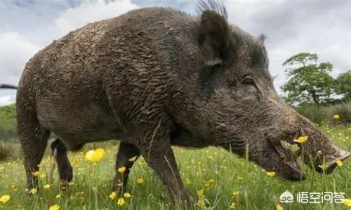 如何看待陕西安康野猪咬死一人伤一人，被击毙这件事？