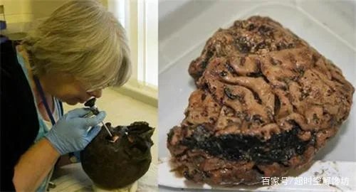 来自于2600年前的“活大脑”，是怎样活到现在的？