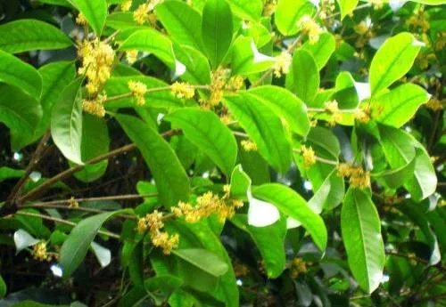 成都道路桂花树被砍罚款50万元，这处理结果合理吗？