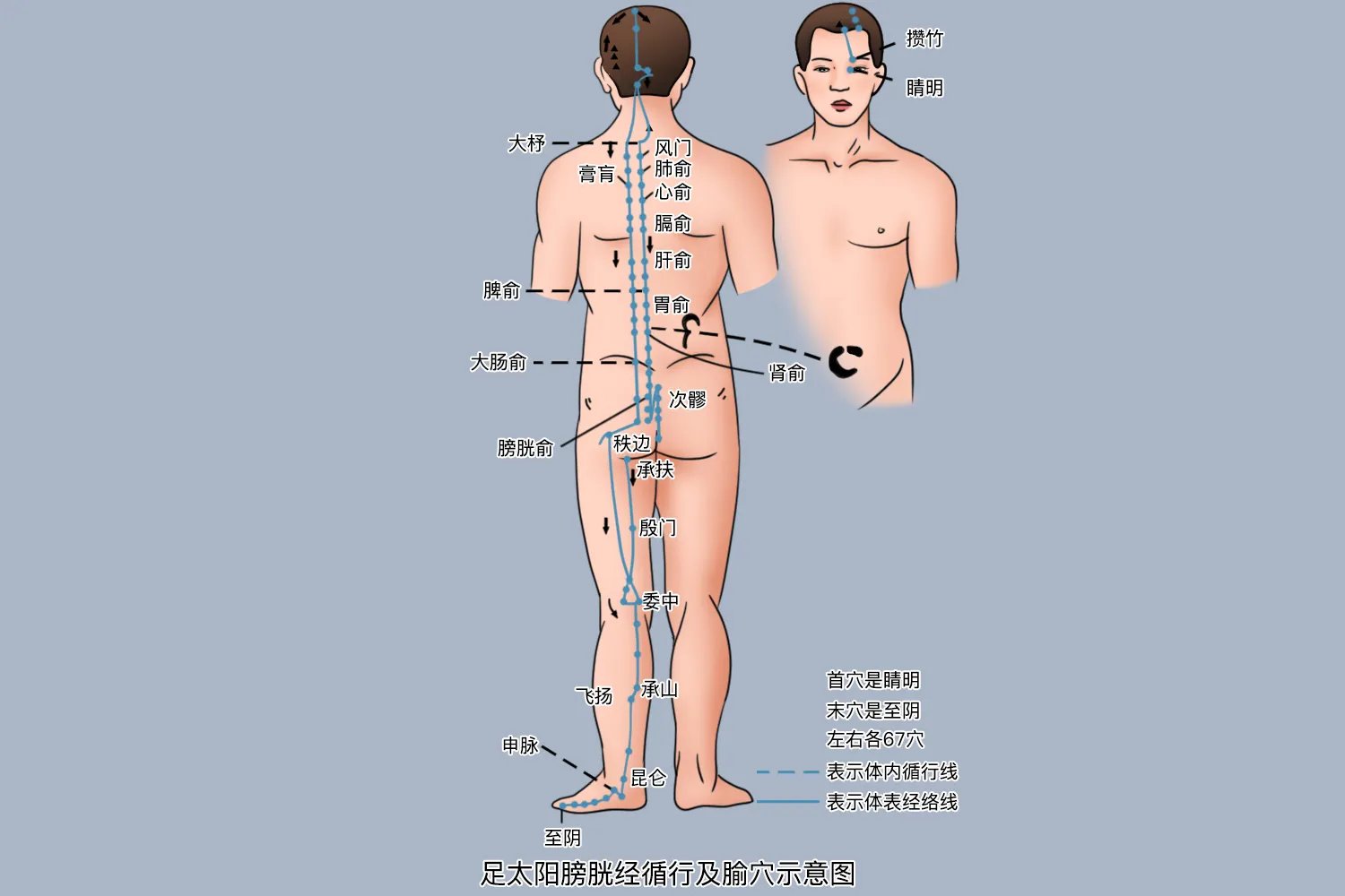 屁股上面经络图