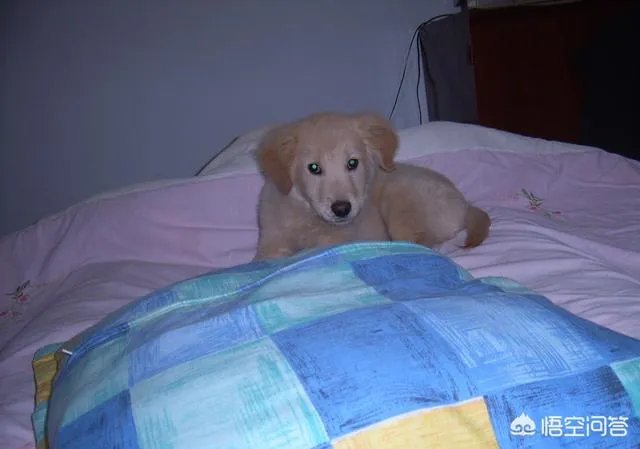 如何把狗狗训练的听你的指令呢？尤其是那种大型的狗？