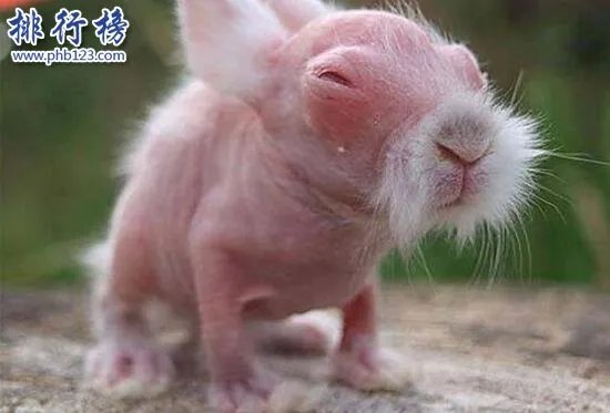 世界上最恐怖兔子：肿瘤兔(脸上长满黑色肿瘤)