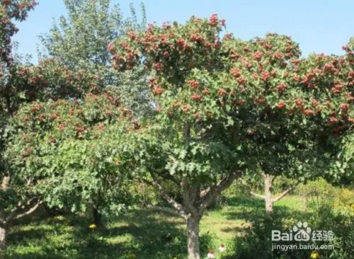 三渣树的养殖方法
