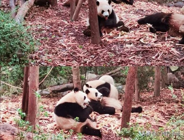 哪些吃喝玩乐只有在四川才可以体验得到？