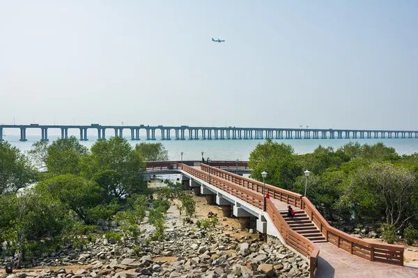 深圳红树林游玩攻略 深圳红树林自助游攻略