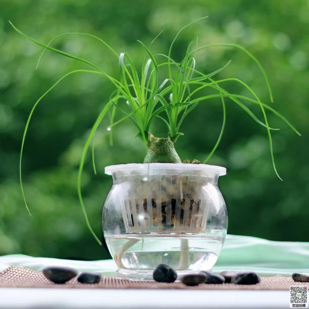 哪个手机游戏有港式五张