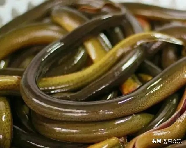 黄鳝头到底能不能吃？为什么？