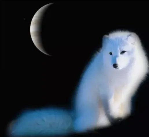 白狐歌词表达什么意思