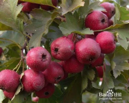 三渣树的养殖方法