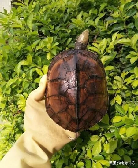 有没有什么便宜的乌龟适合在鱼缸里养的？不用晒台什么的？