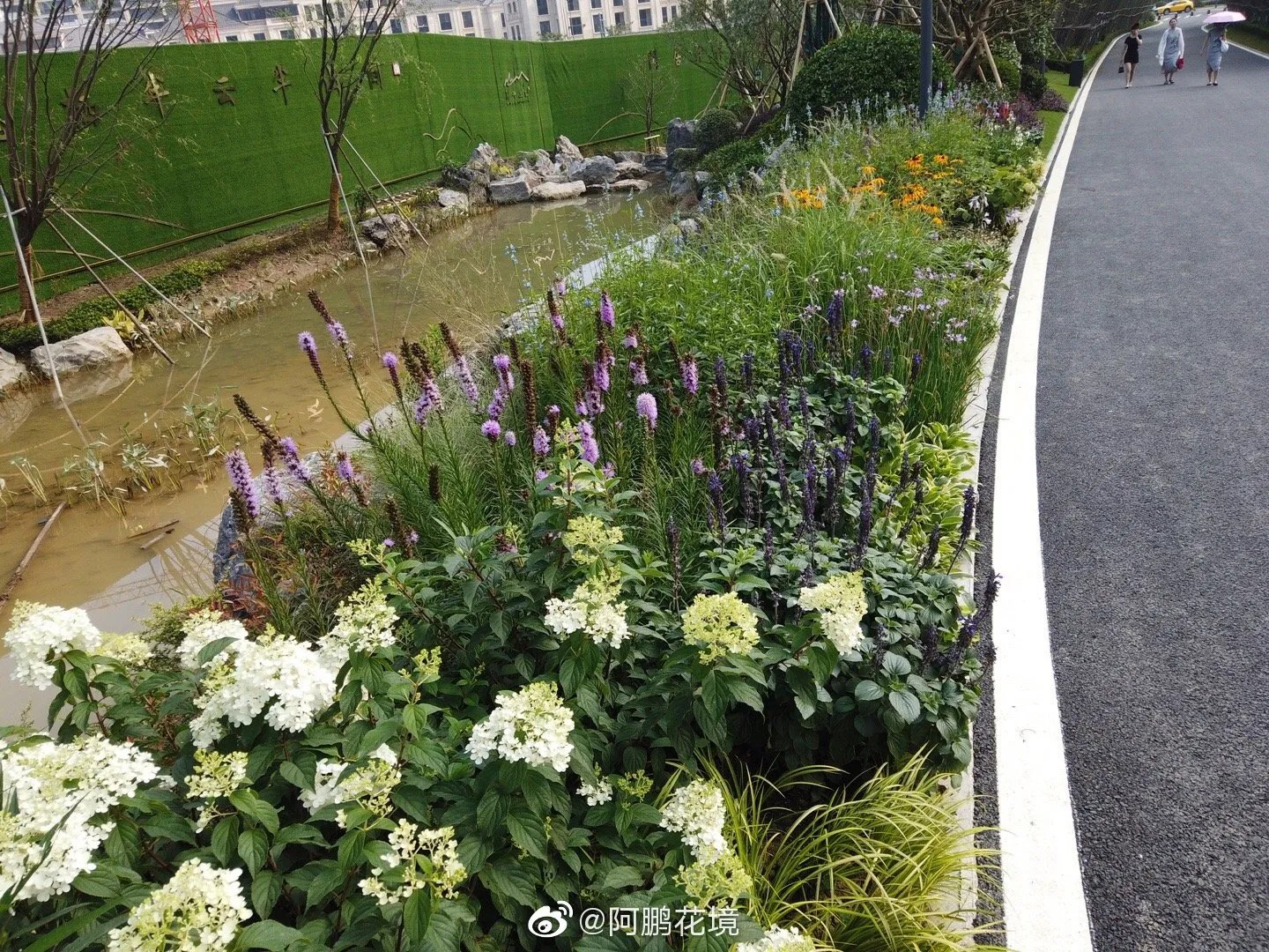 花境新作：最喜欢的是这一块，等待观赏草绽放花絮