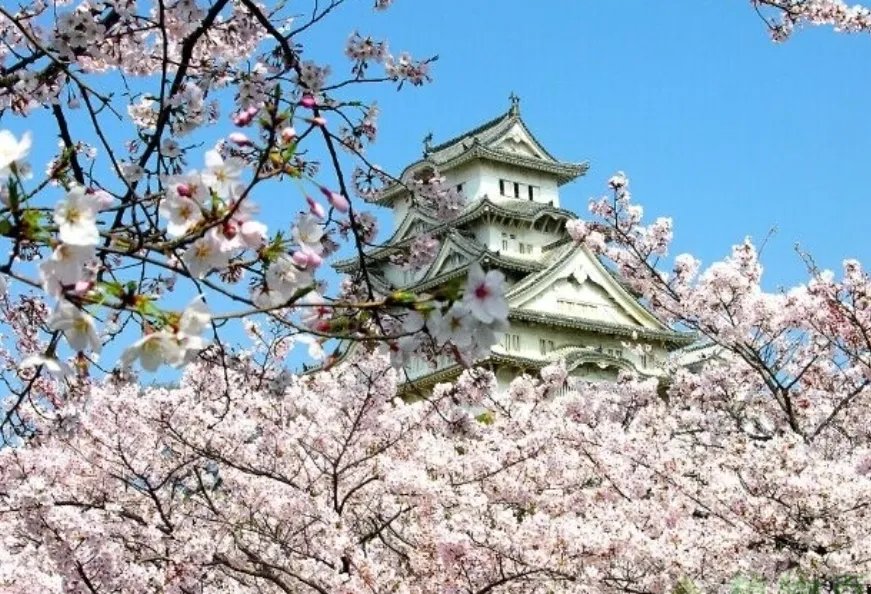 染井吉野樱是早樱还是晚樱？