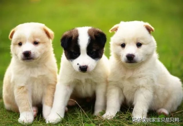 狗狗可以有多粘人？