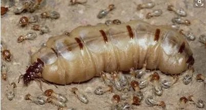 30年的蚁后竟长这样你一定没见过（图）