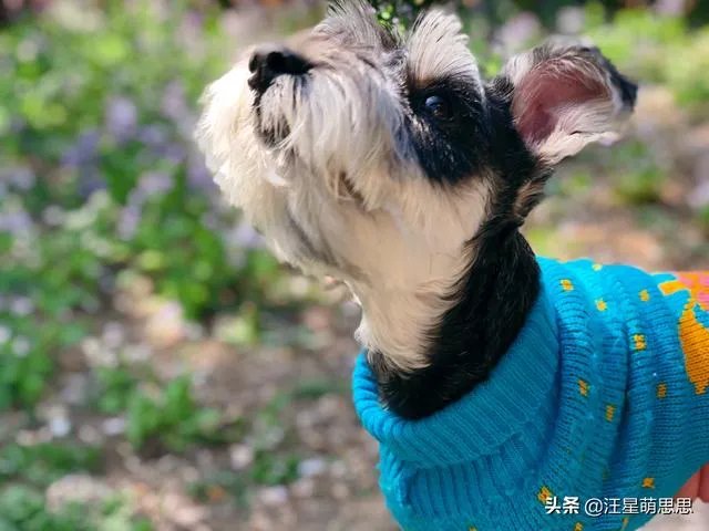 狗狗可以有多粘人？