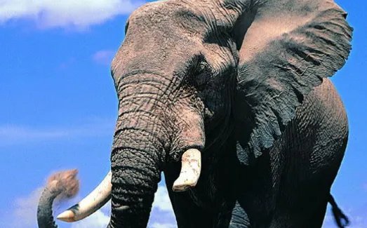 大象能预知死亡并且找到象冢，它们是如何判断的呢？