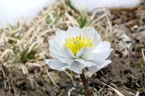 极挑嘉宾摘国家二级保护植物，是节目组安排还是个人行为？