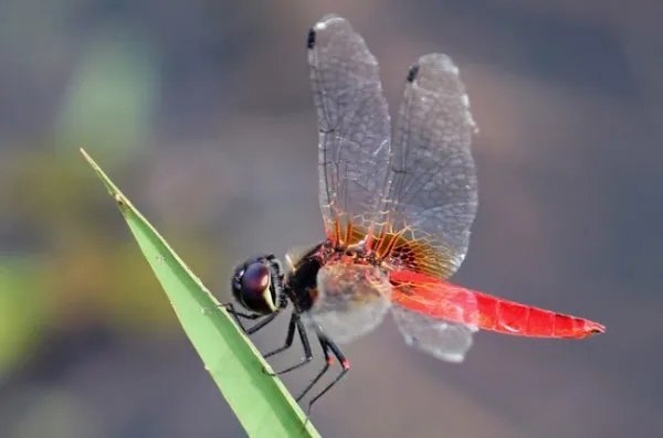 红腹异蜻主要分布在哪里？