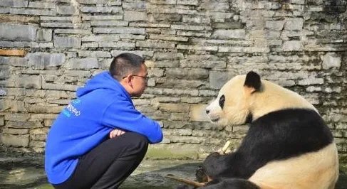 成都熊猫鹏鹏不治身亡究竟得了什么病？