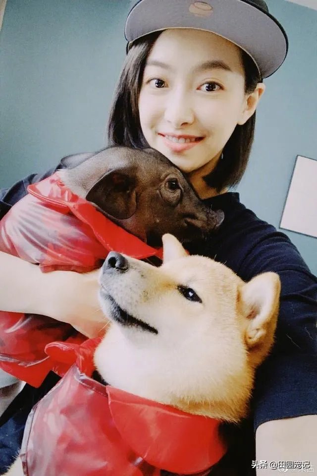 你知道哪些明星，在家养有什么样的宠物呢？