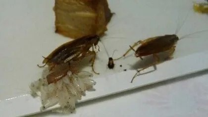 家里很多小蟑螂如何处理