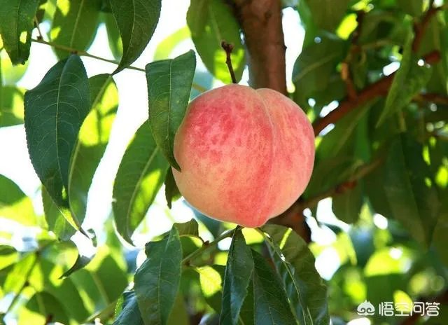 成都的葡萄酒市场有没有降价呢？