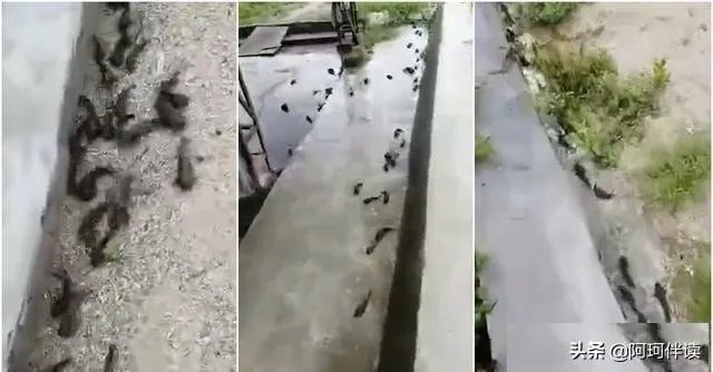 鱼跳上岸是什么征兆