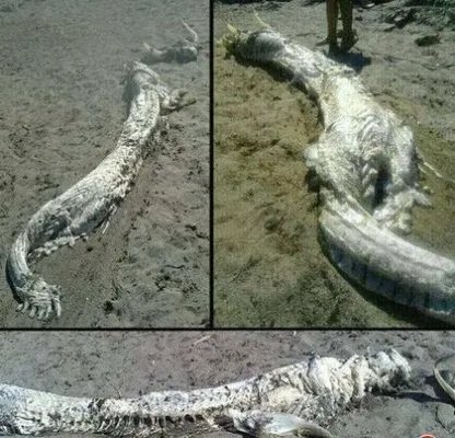 震惊!村民修路竟挖出千年真龙!（图）