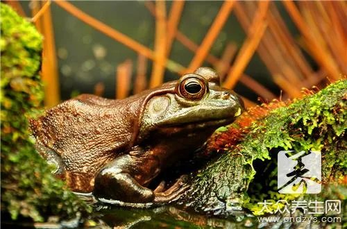 青蛙的药用价值及作用